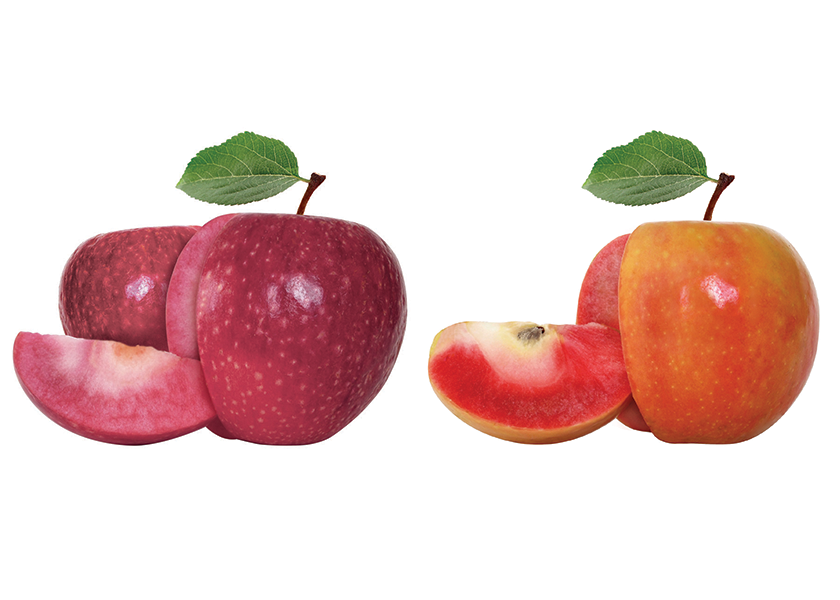 Redflesh apple varieties Lucy Rose, Lucy Glo to return for fall The